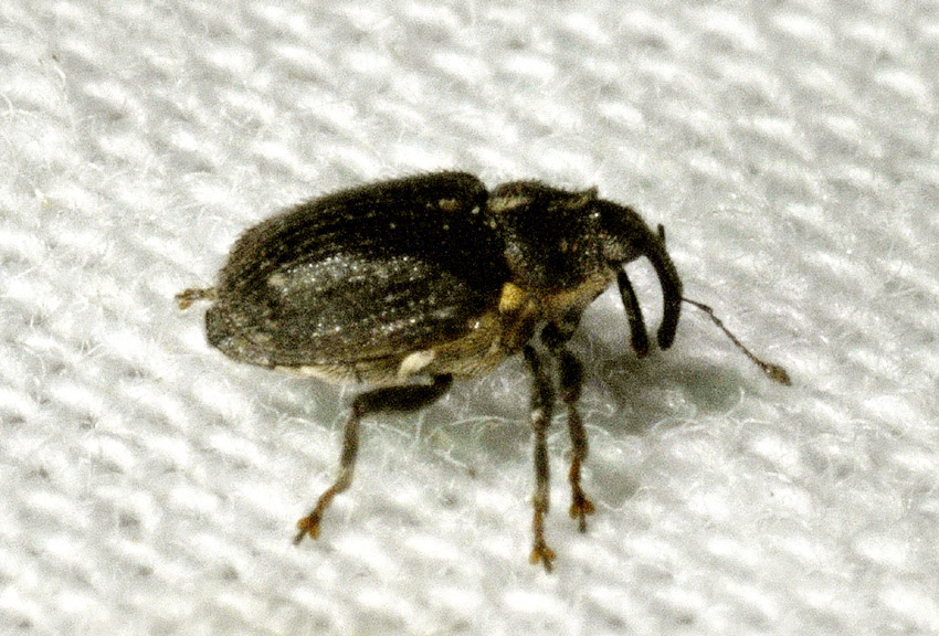 Minusculo curculionidae da id